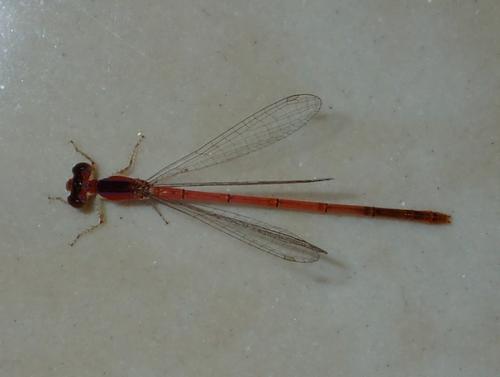 Agriocnemis pygmaea